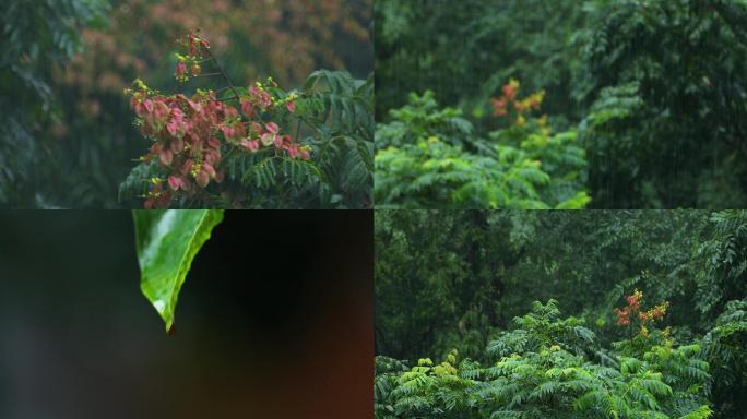 秋天下雨唯美清新空镜雨景