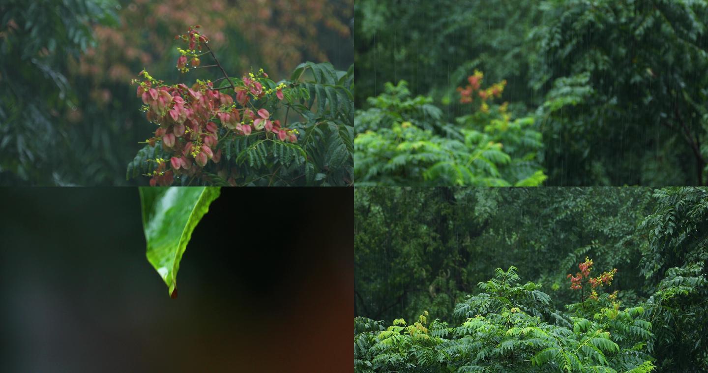 秋天下雨唯美清新空镜雨景