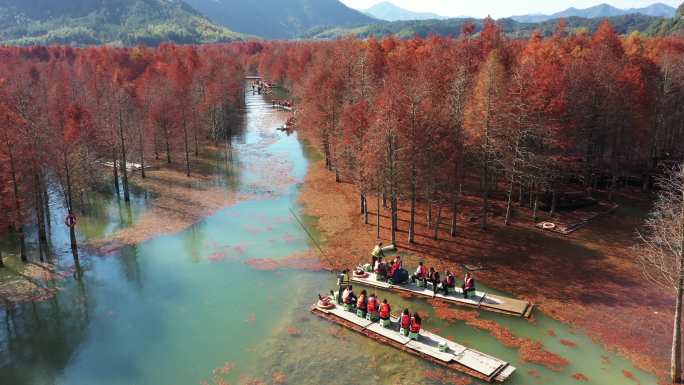 皖南川藏线安徽宁国落羽杉湿地公园秋景航拍