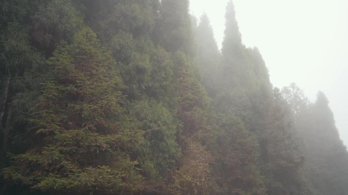 山林大雾自然风光树林森林