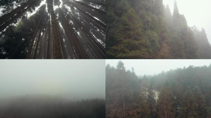 山林大雾自然风光树林森林