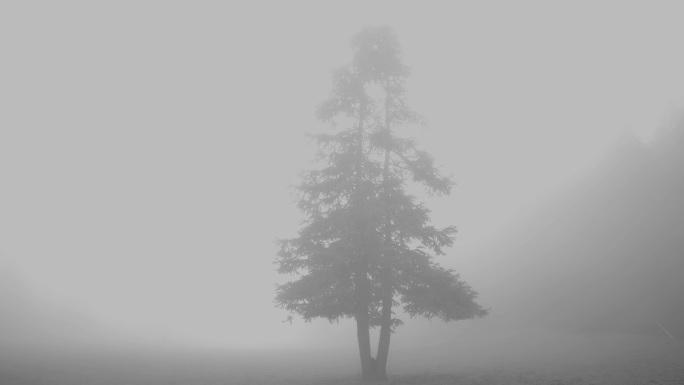 一颗孤独的树黑白