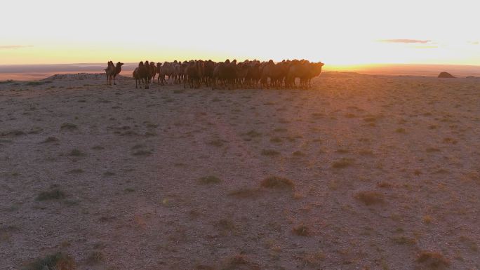 草原骆驼航拍