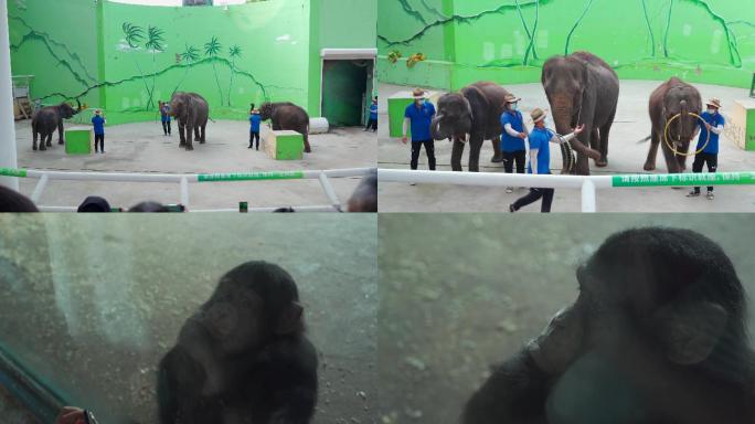 动物园大象猩猩