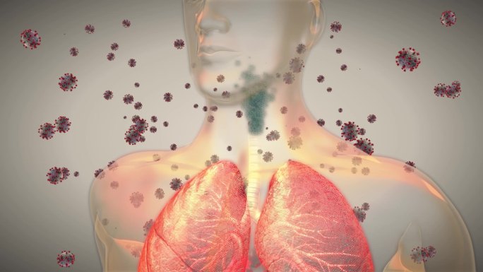 病毒通过呼吸道进入肺部快速增殖形成肺炎