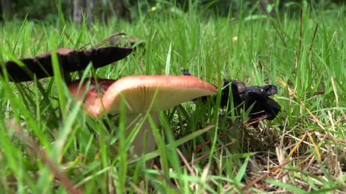 生长的蘑菇