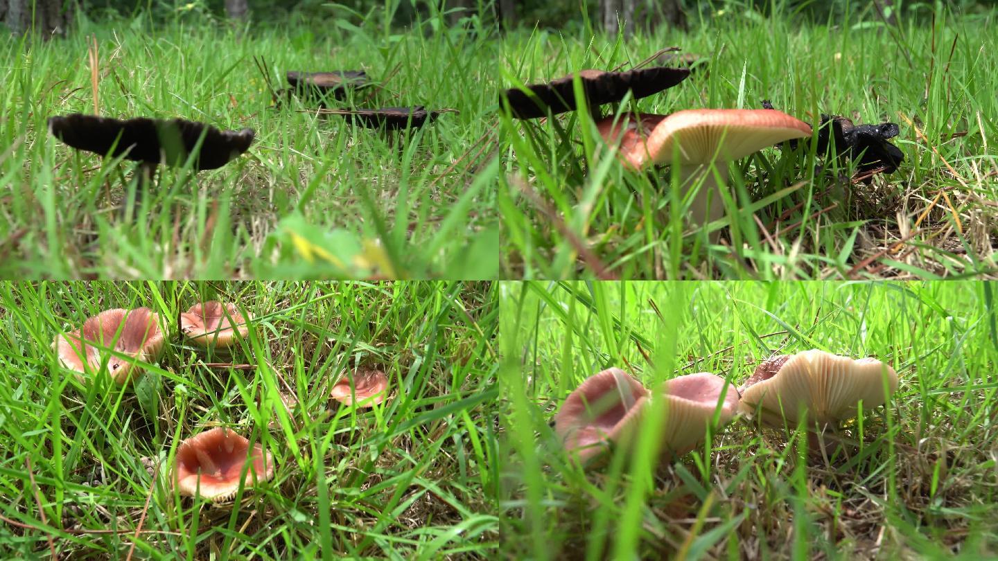 生长的蘑菇