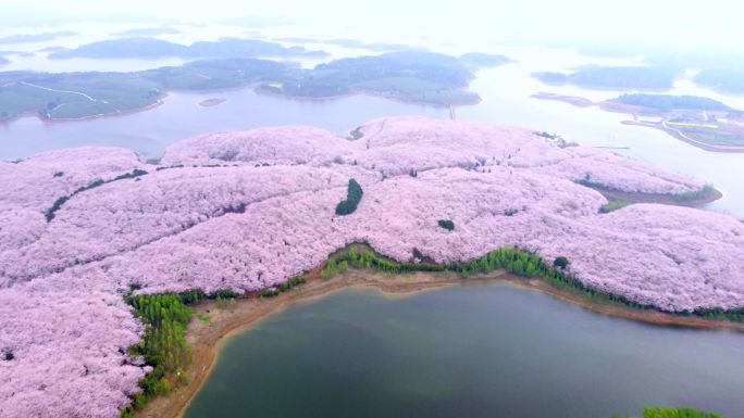 贵州平坝樱花园