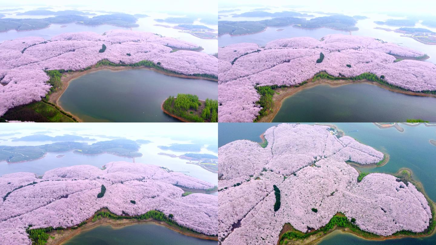 贵州平坝樱花园