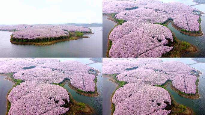 贵州平坝万亩樱花园4K航拍
