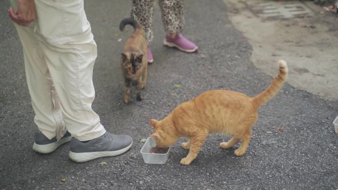 埋头啃吃猫粮的猫咪