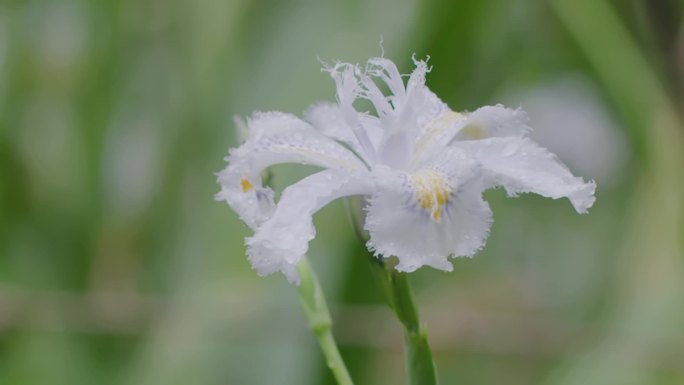 雨中蝴蝶花