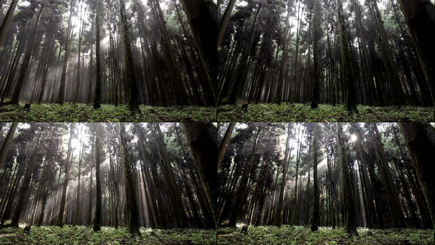 延时拍摄林间光影