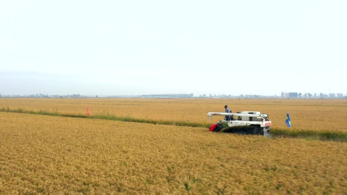 东北水稻收割航拍素材