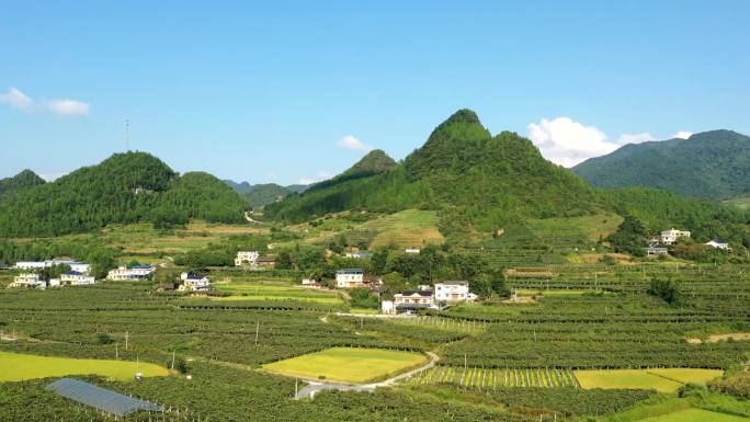 湘西永顺县各种猕猴桃种植基地航拍和特写