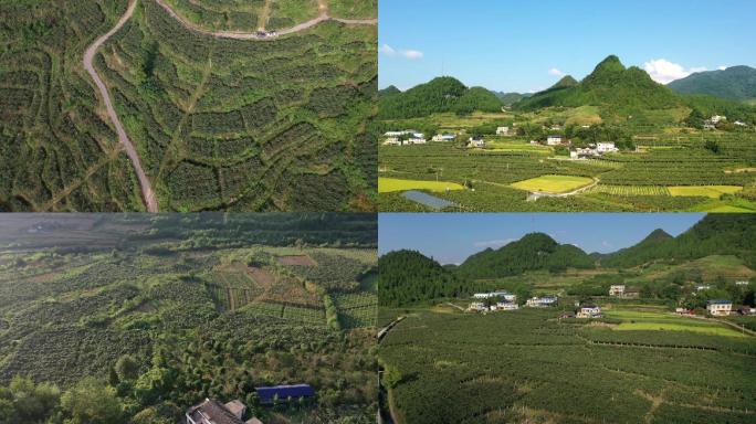 湘西永顺县各种猕猴桃种植基地航拍和特写