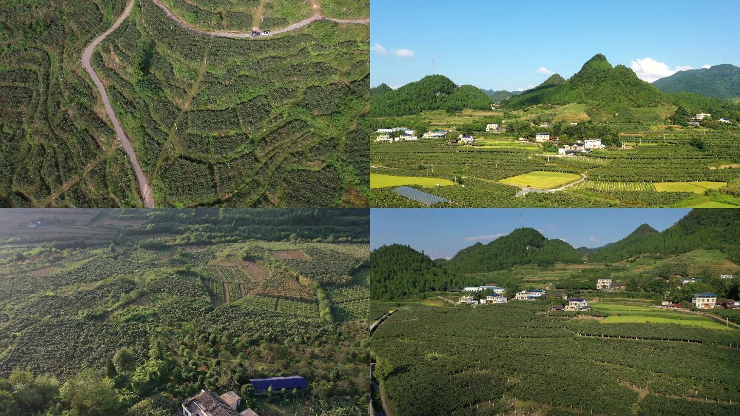湘西永顺县各种猕猴桃种植基地航拍和特写