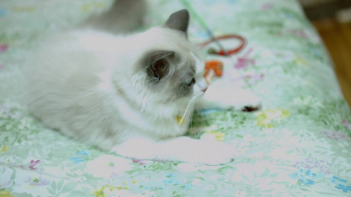 床上的灰白猫