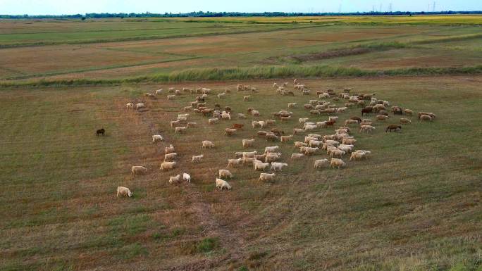 羊群行走吃草-大地-草地