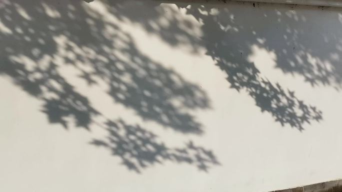 公园墙上树叶影子