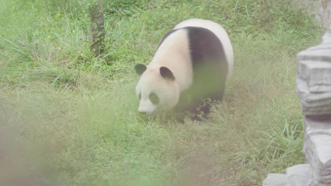 熊猫 熊猫繁育基地