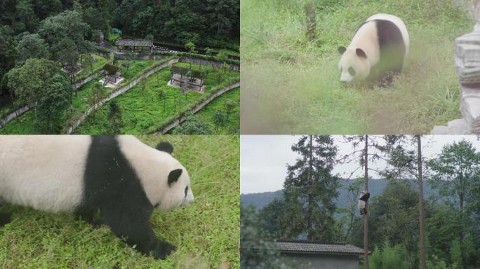 熊猫 熊猫繁育基地