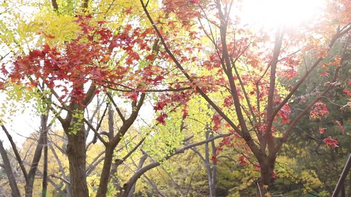 香山红叶