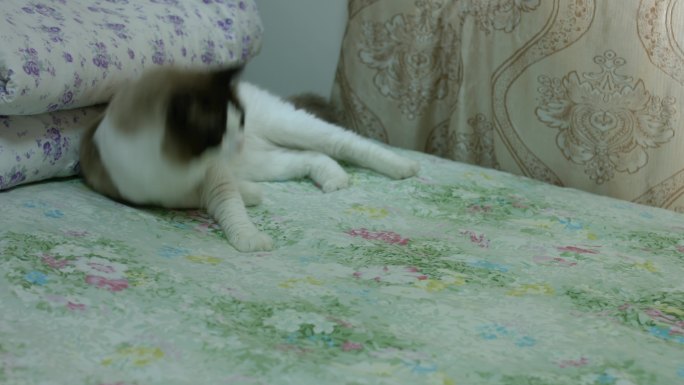 床上被子前的花猫