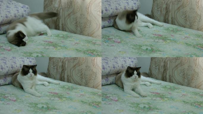 床上被子前的花猫