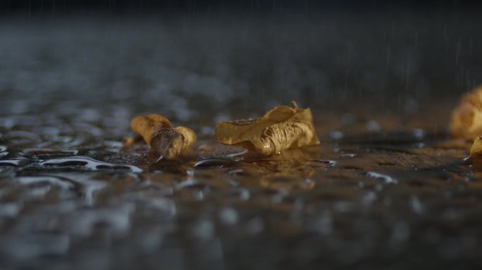 秋天雨后路面枯叶雨中秋叶