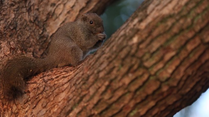 杭州西湖边树上的小松鼠