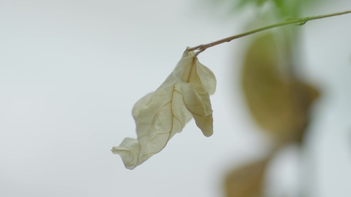 枯萎的生命，室内的秋天秋叶，室内绿植