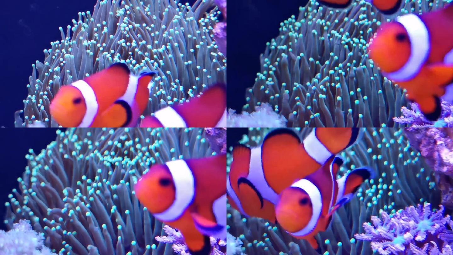 小丑鱼与珊瑚的神奇生机与色彩缤纷的魅力