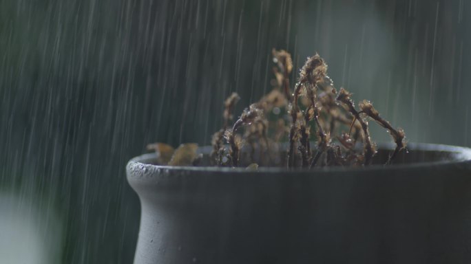 植物枯萎，枯花，下雨，停