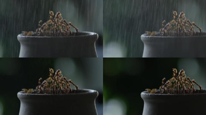 植物枯萎，枯花，下雨，停