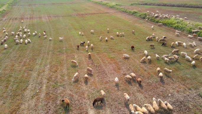 羊群行走吃草-大地-草地航拍