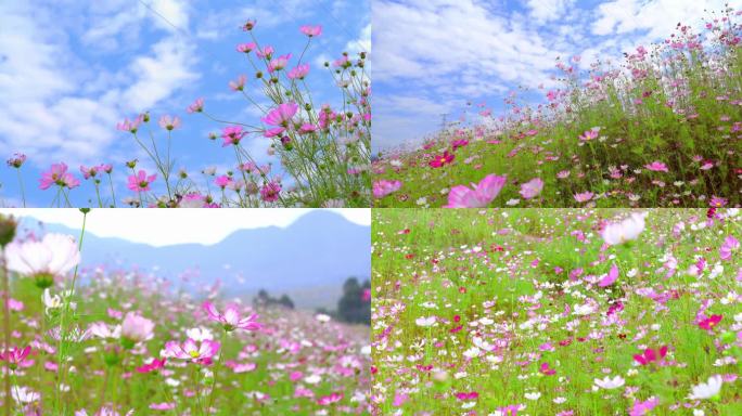 野花 格桑花