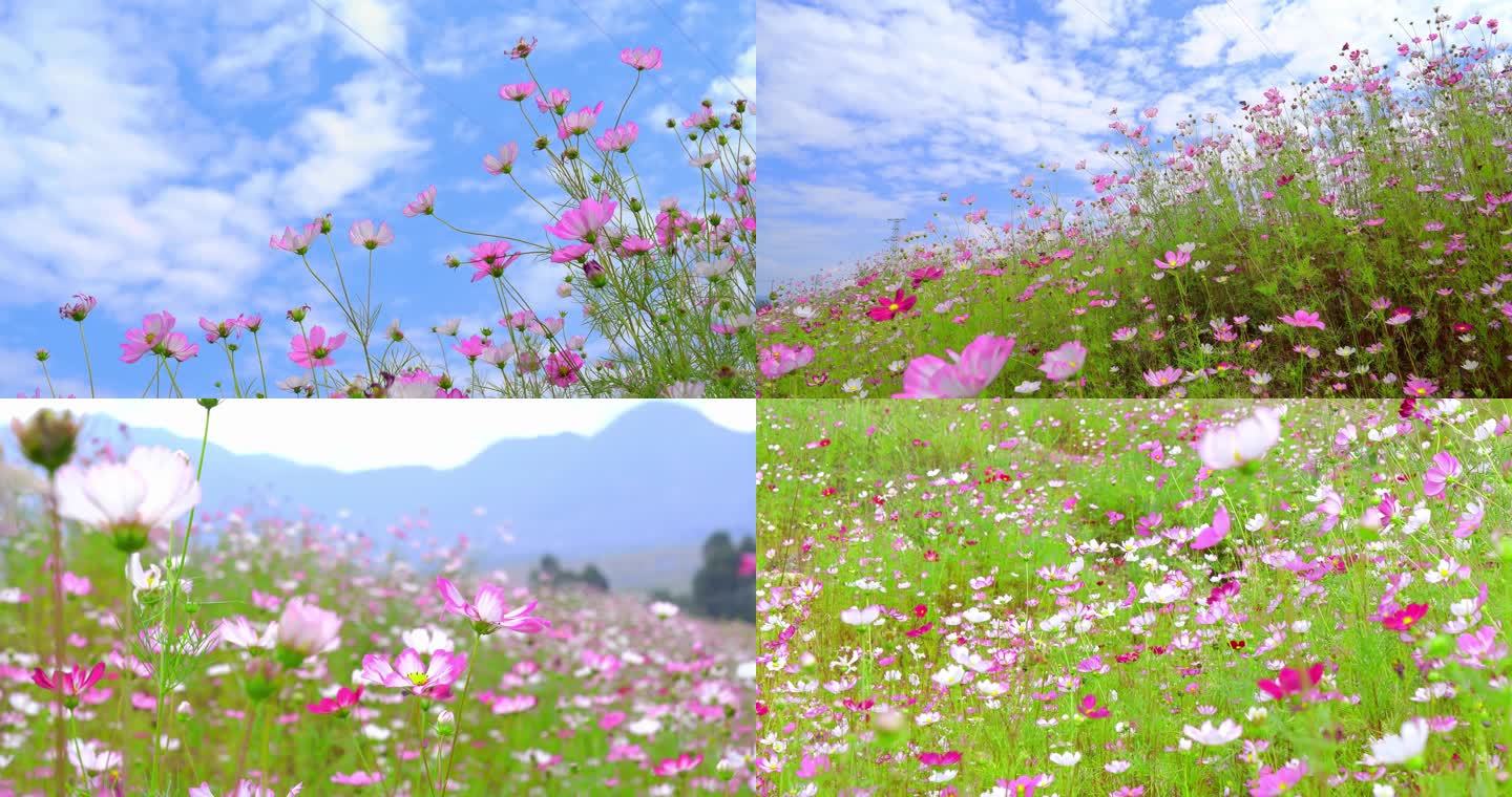 野花 格桑花