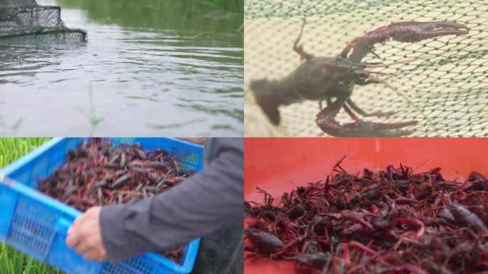 小龙虾养殖捕捞特写A016