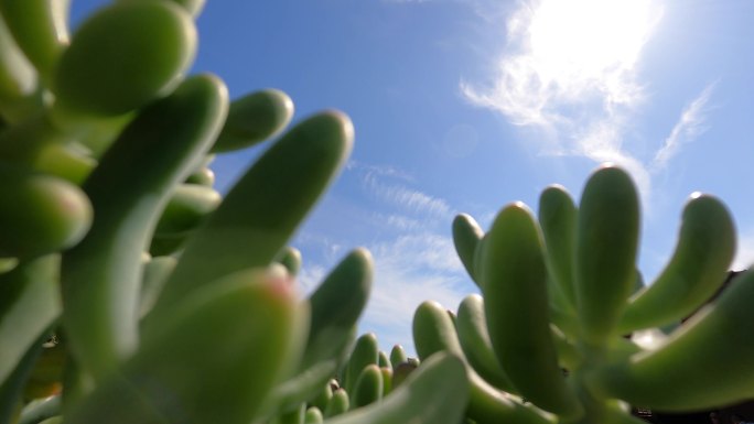 多肉植物流云延时