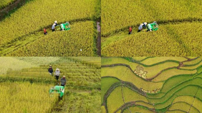 三峡高山水稻丰收
