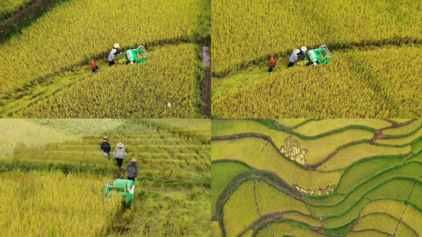 三峡高山水稻丰收