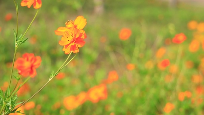 硫磺菊 黄花波斯菊