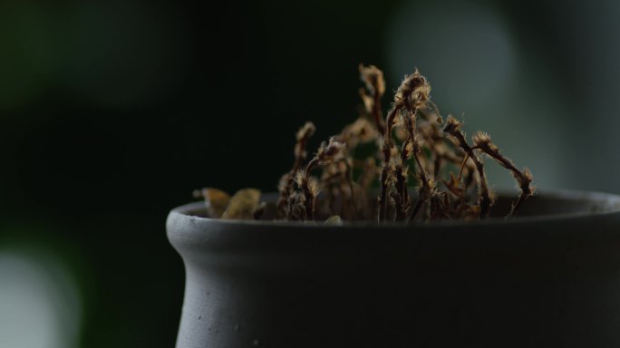 生命枯萎，植物，下雨枯花下雨