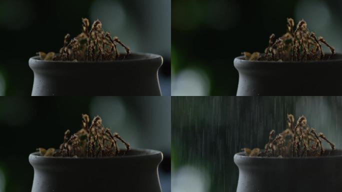 生命枯萎，植物，下雨枯花下雨