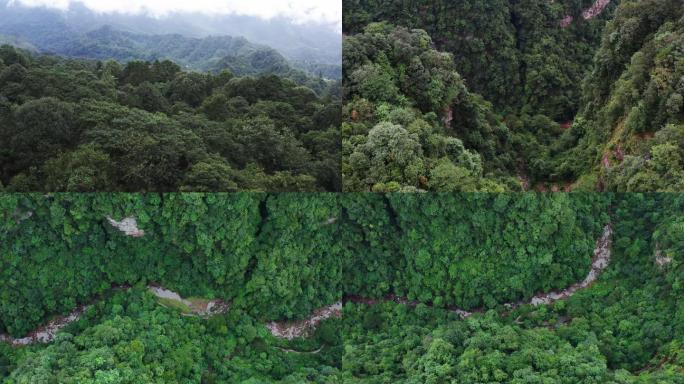 森林 雨城 原始森林 大雾森林