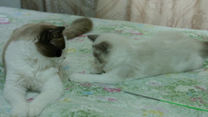 床上床单上面玩耍的两只花猫