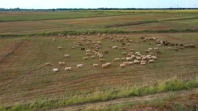 草地-羊群行走吃草-大地-平原