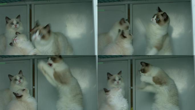 衣柜柜子前的三只小猫