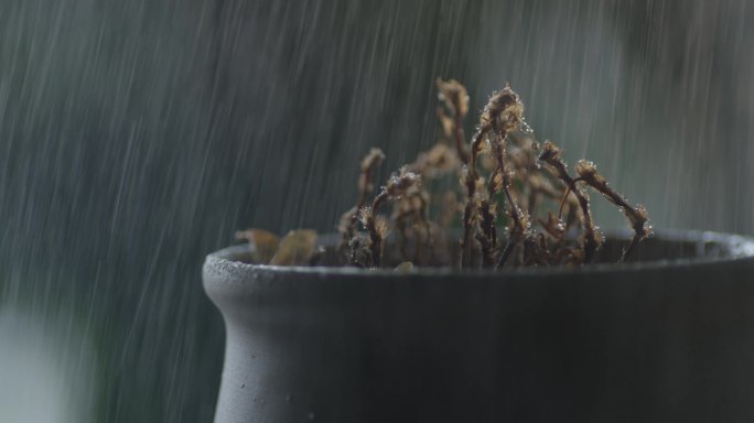 植物枯萎，伤感，特写镜头